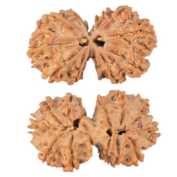 14 Mk Gaurishankar 34.2mm 5.28gm - Rudraksha