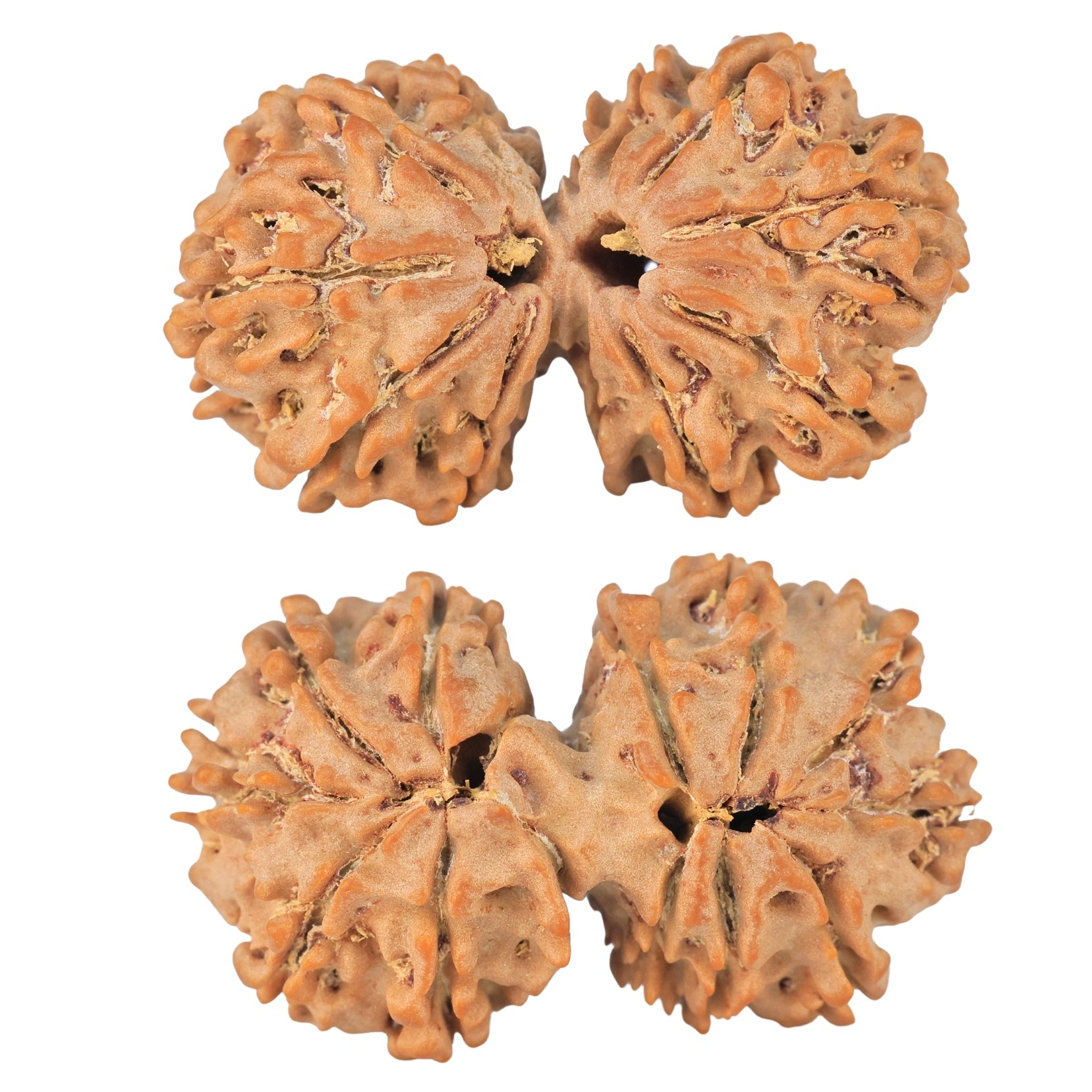 14 Mk Gaurishankar 34.2mm 5.28gm - Rudraksha