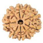 9 Mukhi Rudraksha 24.2mm 3.52gm - Rudraksha