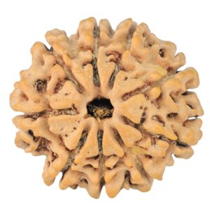 9 Mukhi Rudraksha 24.2mm 3.52gm