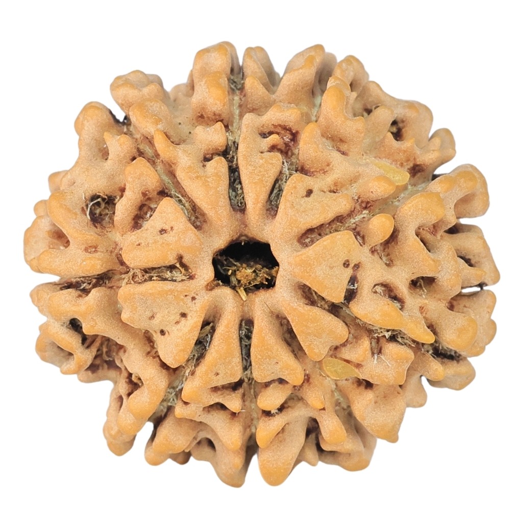 9 Mukhi Rudraksha 24.2mm 3.52gm - Rudraksha
