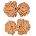 14 Mk Gaurishankar 29.7mm 4.16gm - Rudraksha
