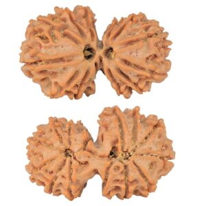 14 Mk Gaurishankar 29.7mm 4.16gm - Rudraksha