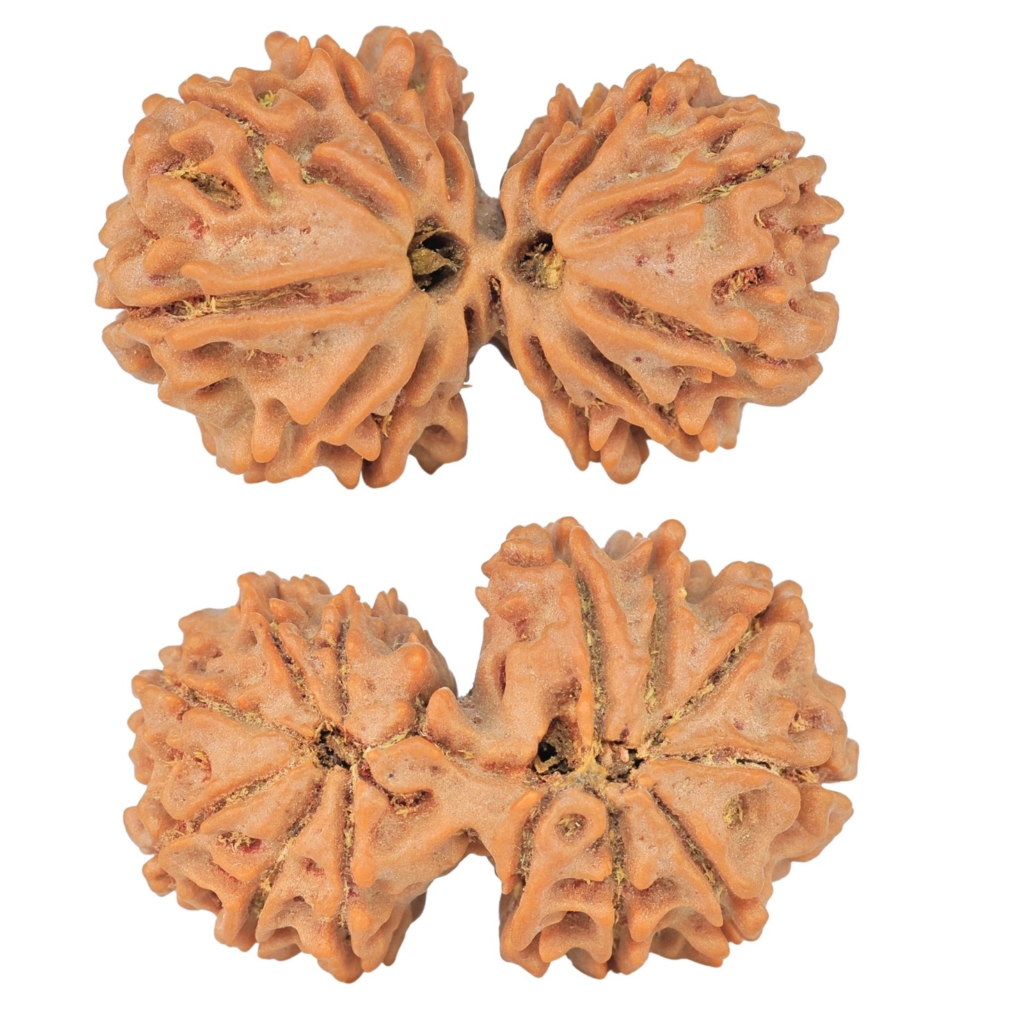 14 Mk Gaurishankar 29.7mm 4.16gm - Rudraksha