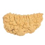 1 Mukhi Rudraksha 39.7mm 5.51gm - Rudraksha