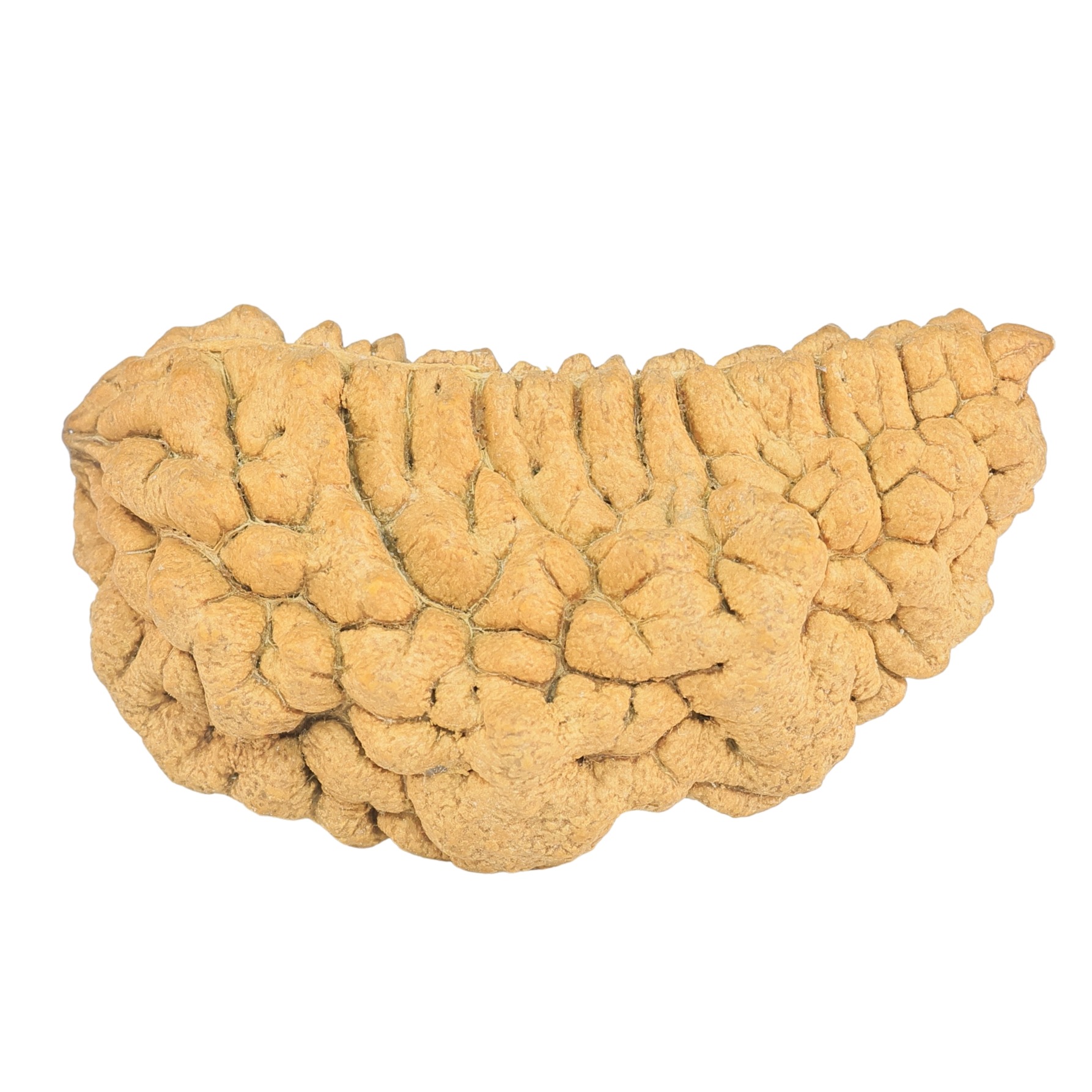 1 Mukhi Rudraksha 39.7mm 5.51gm - Rudraksha