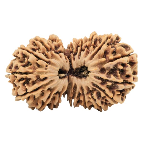 18 MK Gaurishankar 38.4mm 7gm - Rudraksha