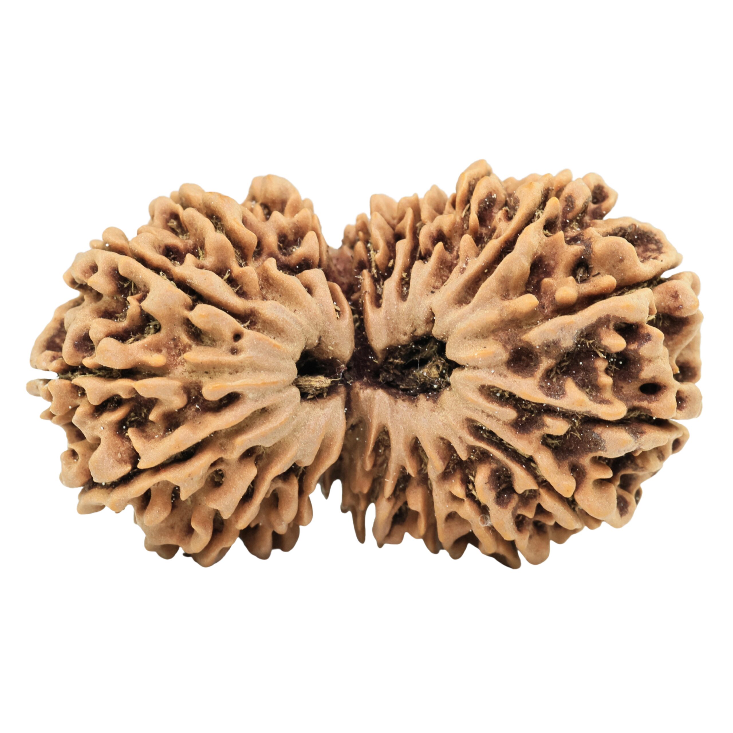 18 MK Gaurishankar 38.4mm 7gm - Rudraksha