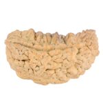 1 Mukhi Rudraksha 38.6mm 6.42gm - Rudraksha