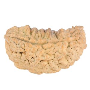 1 Mukhi Rudraksha 38.6mm 6.42gm
