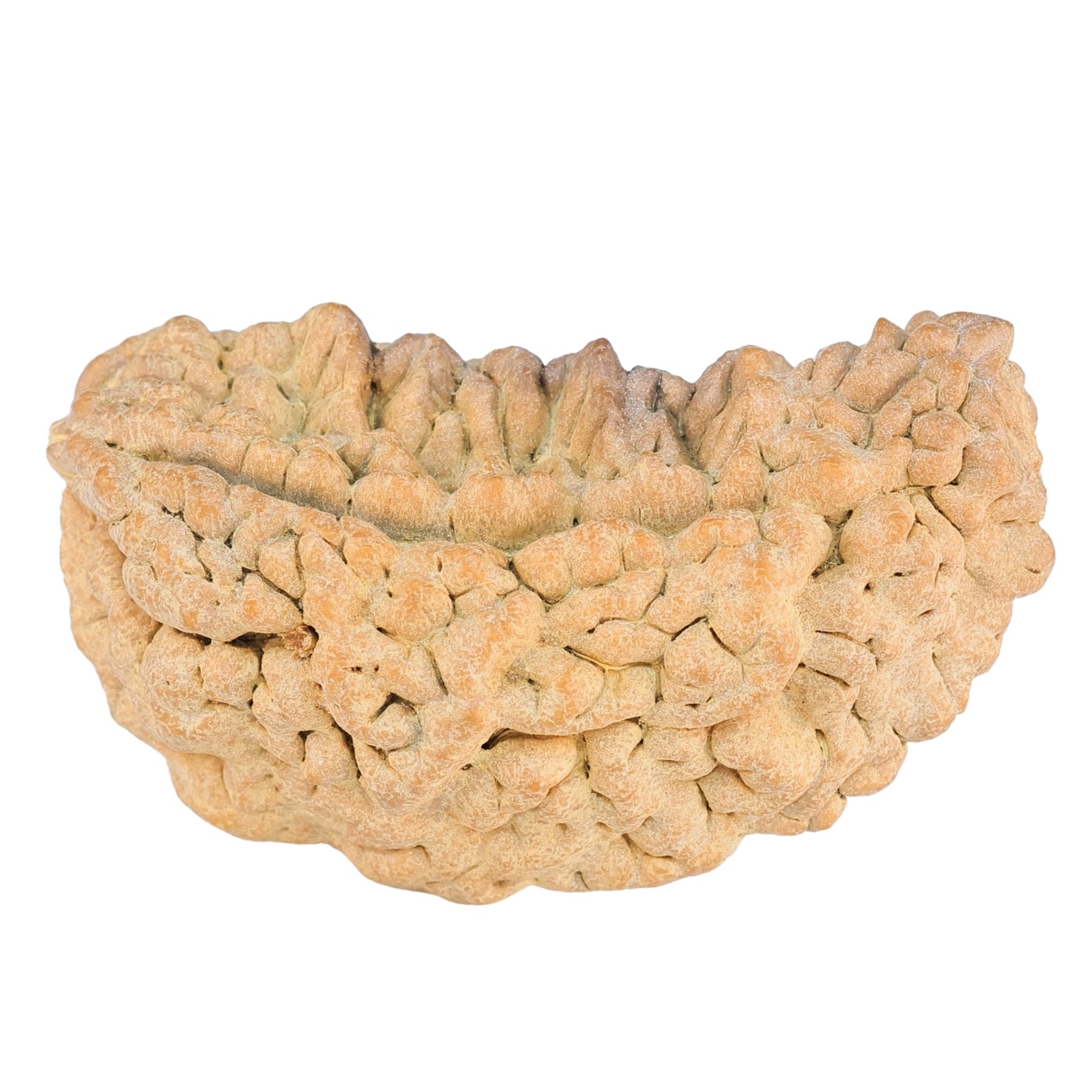 1 Mukhi Rudraksha 38.6mm 6.42gm - Rudraksha