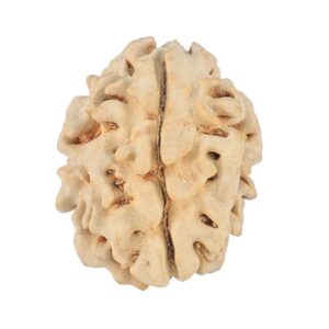 1 Mukhi Rudraksha 21.7mm 2.93gm - Rudraksha