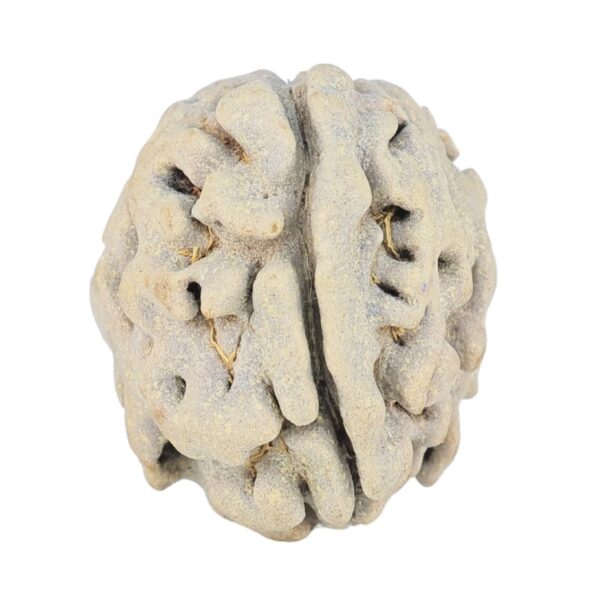 1 Mukhi Rudraksha 17.7mm 2.08gm - Rudraksha