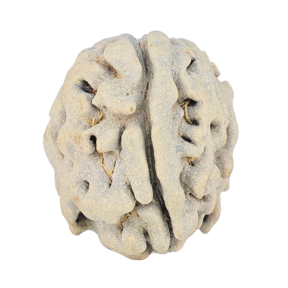 1 Mukhi Rudraksha 17.7mm 2.08gm - Rudraksha