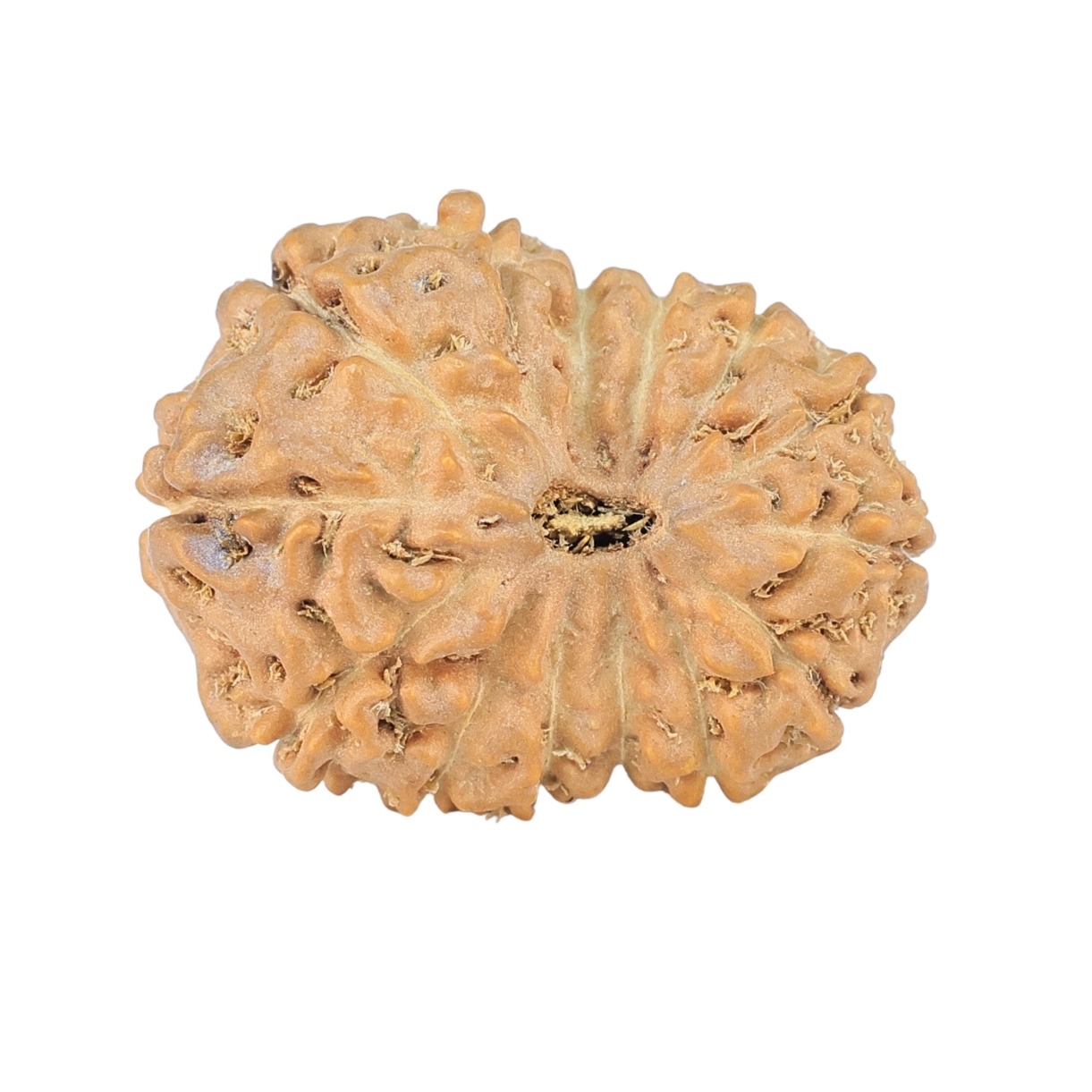 14 Mukhi Rudraksha 23.6mm 2.78gm - Rudraksha