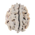 1 Mukhi Rudraksha 22mm 2.84gm - Rudraksha