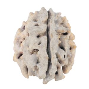 1 Mukhi Rudraksha 22mm 2.84gm - Rudraksha