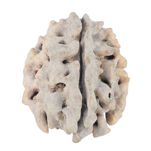 1 Mukhi Rudraksha 22mm 2.84gm - Rudraksha