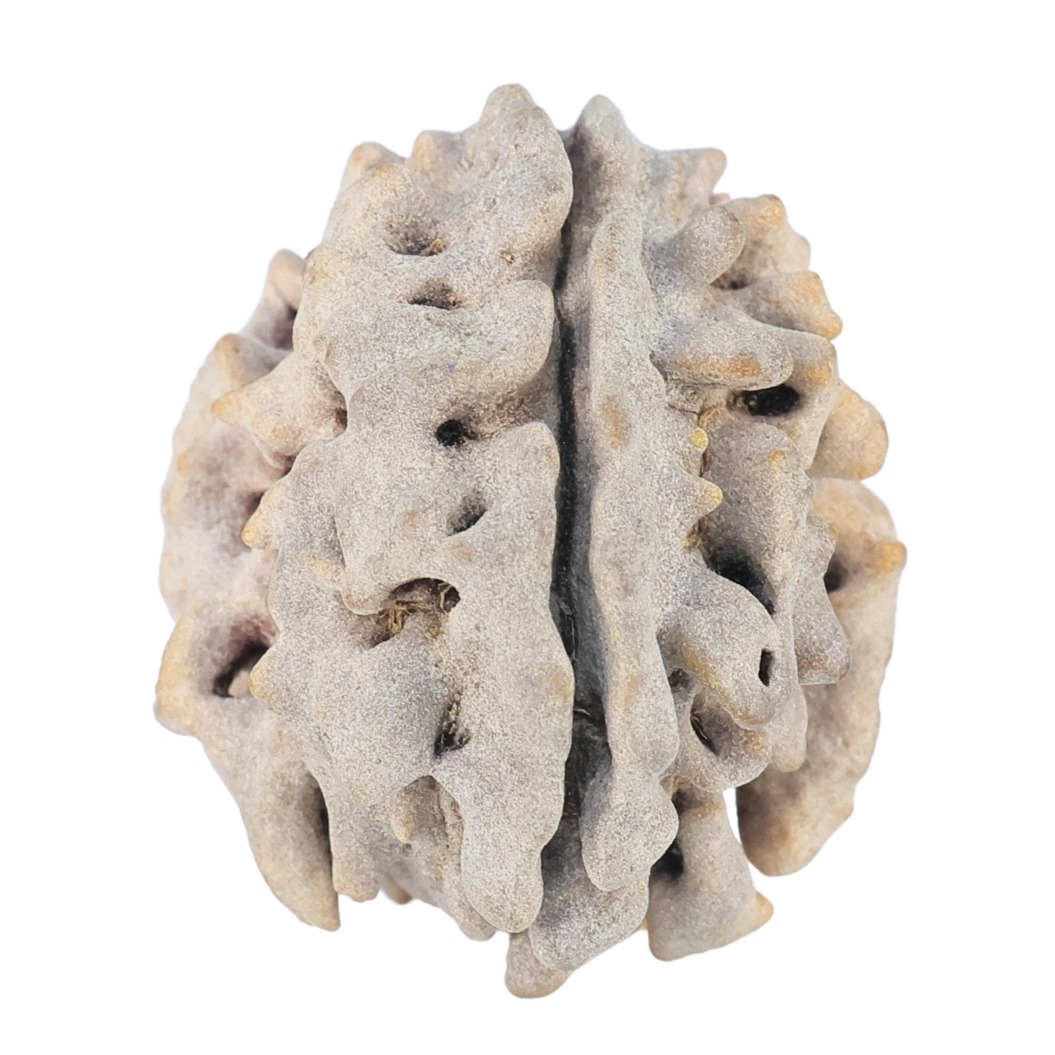 1 Mukhi Rudraksha 22mm 2.84gm - Rudraksha