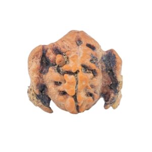 2 Mukhi Double Ganesh 16.6mm 1.2gm - Rudraksha