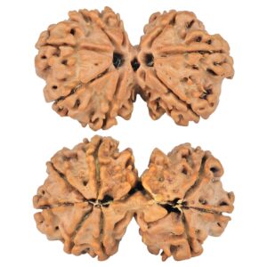 8 MK Gaurishankar 29mm 3.72gm - Rudraksha