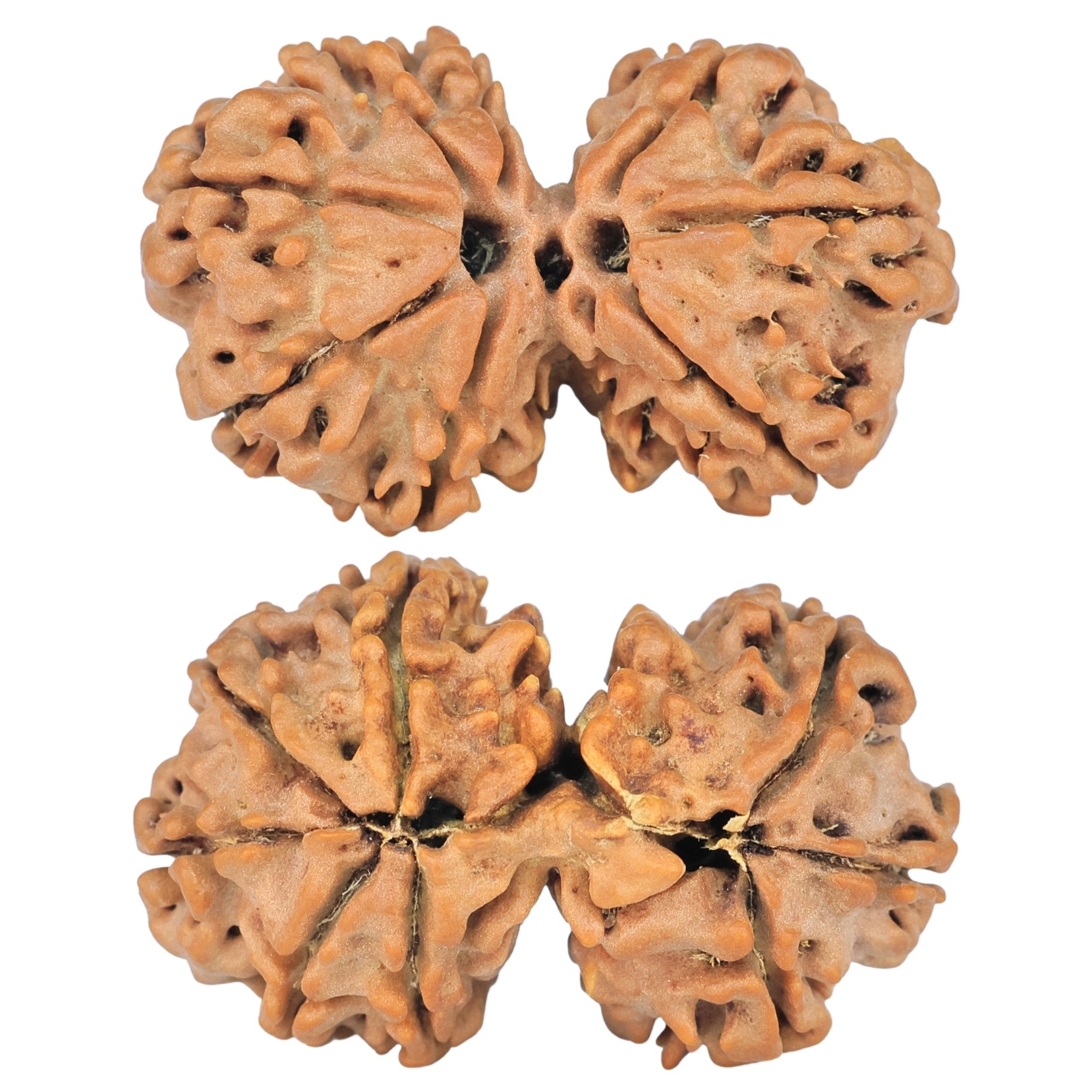 8 MK Gaurishankar 29mm 3.72gm - Rudraksha