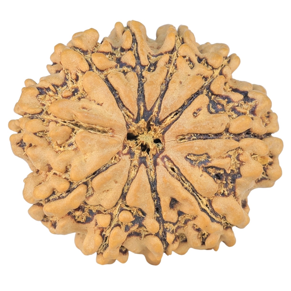 10 Mukhi Rudraksha 24.8mm 3.69gm - Rudraksha