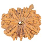12 Mukhi Ganesh 34.3mm 9.38gm - Rudraksha
