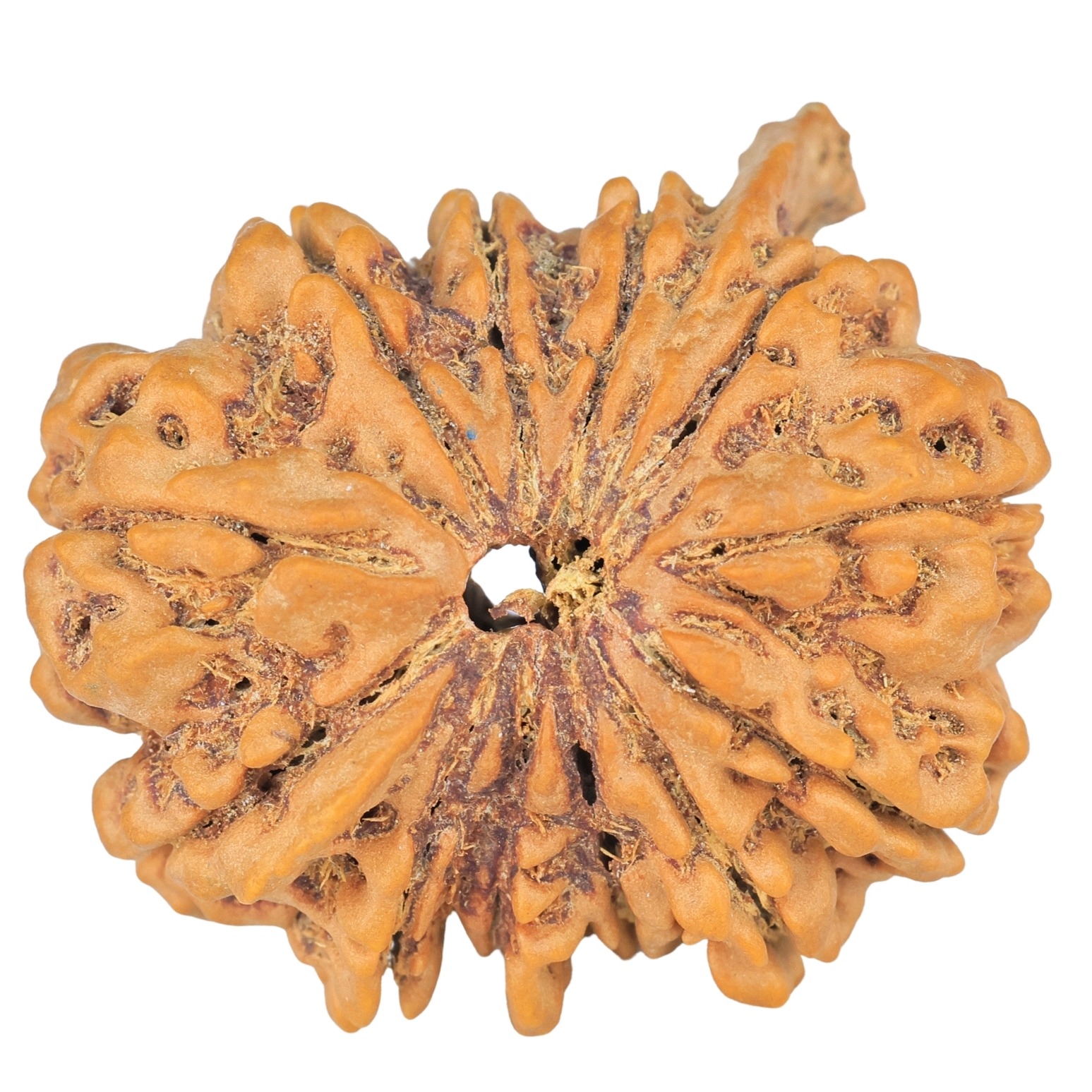 12 Mukhi Ganesh 34.3mm 9.38gm - Rudraksha