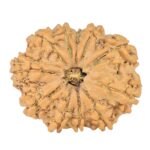 10 Mukhi Rudraksha 23.9mm 3gm - Rudraksha