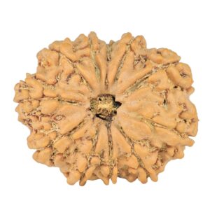 10 Mukhi Rudraksha 23.9mm 3gm - Rudraksha