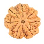 7 Mukhi Rudraksha 28.3mm 7gm - Origin: Nepal - Rudraksha