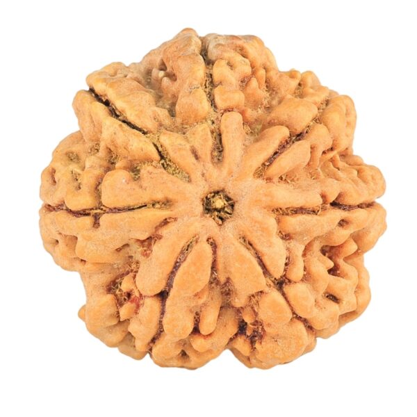 7 Mukhi Rudraksha 28.3mm 7gm - Origin: Nepal - Rudraksha