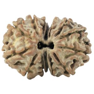 14 Mk Gaurishankar 21.4mm 2.26gm - Rudraksha