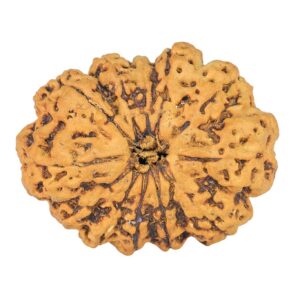 12 Mukhi Rudraksha 29.7mm 2.33gm - Rudraksha
