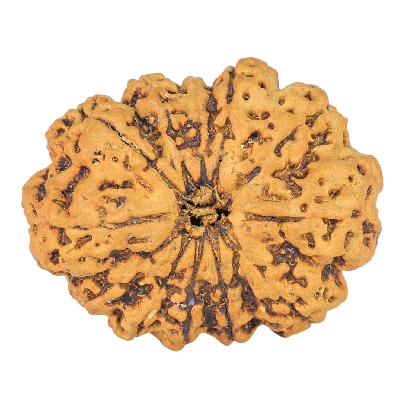 12 Mukhi Rudraksha 29.7mm 2.33gm - Rudraksha