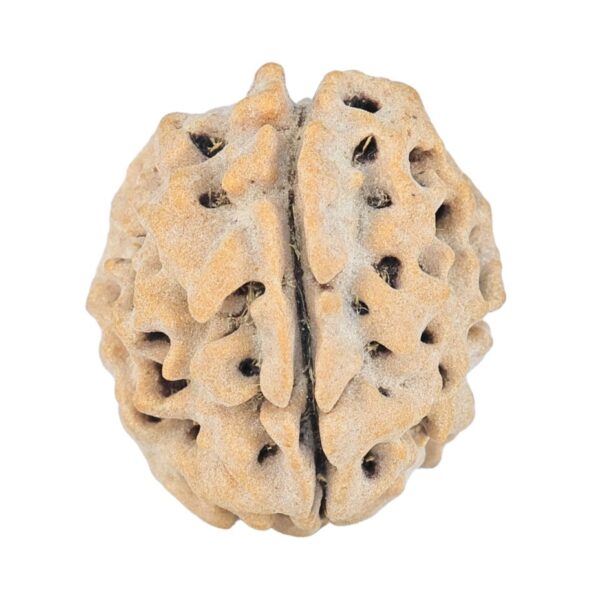 1 Mukhi Rudraksha 17.5mm 2.13gm - Rudraksha