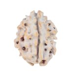 1 Mukhi Rudraksha 16.3mm 1.34gm - Rudraksha