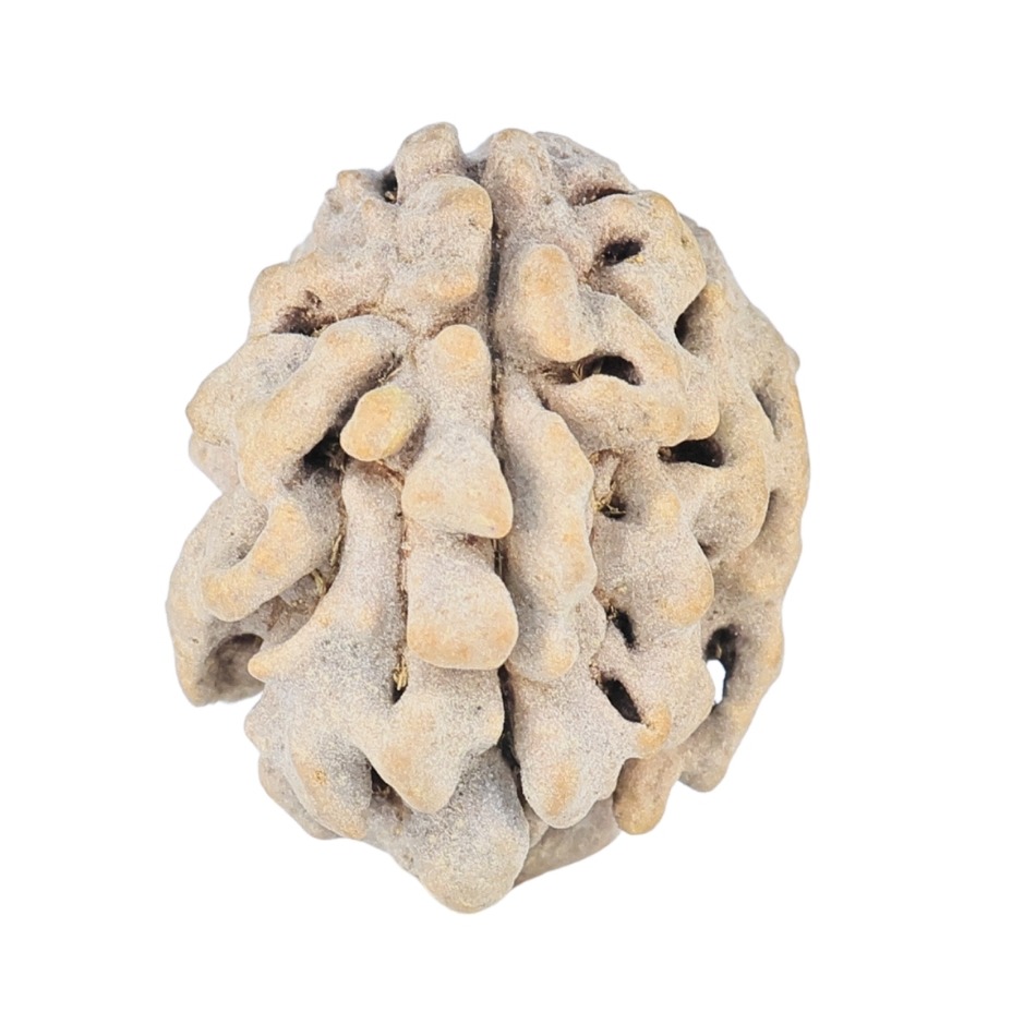 1 Mukhi Rudraksha 17.7mm 1.57gm - Rudraksha