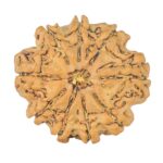9 Mukhi Rudraksha 24.3mm 3.75gm - Rudraksha