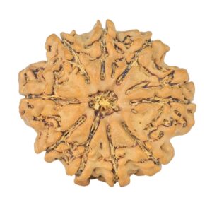 9 Mukhi Rudraksha 24.3mm 3.75gm