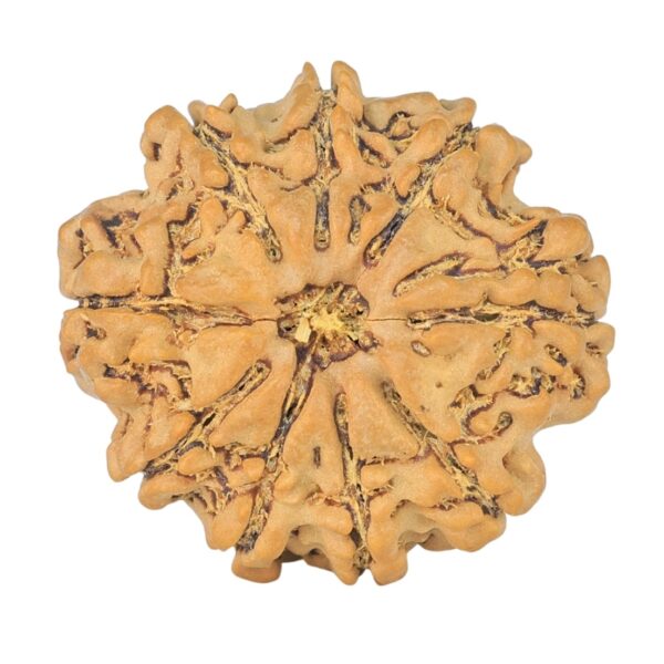 9 Mukhi Rudraksha 24.3mm 3.75gm - Rudraksha
