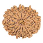 12 Mukhi Rudraksha 27mm 4.59gm - Rudraksha