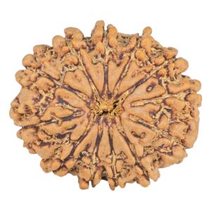 12 Mukhi Rudraksha 27mm 4.59gm