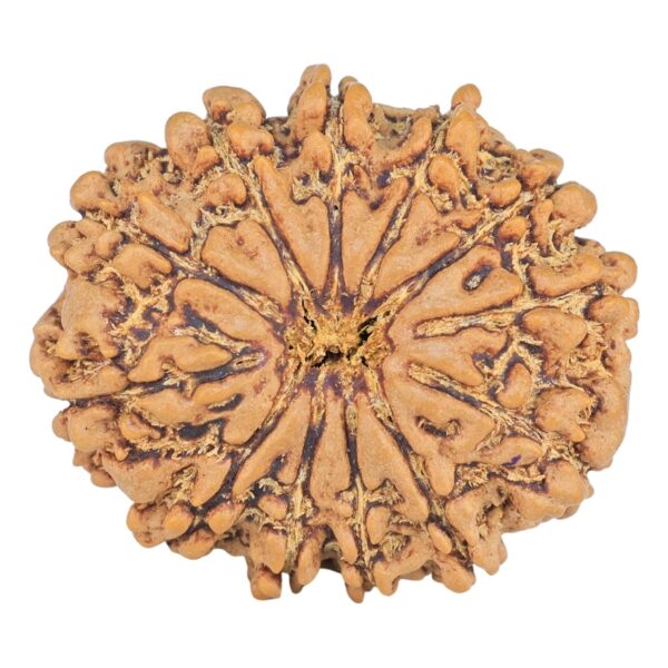 12 Mukhi Rudraksha 27mm 4.59gm - Rudraksha