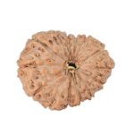 14 Mukhi Rudraksha 22.2mm 2.58gm - Rudraksha
