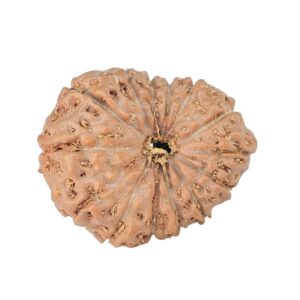 14 Mukhi Rudraksha 22.2mm 2.58gm - Rudraksha