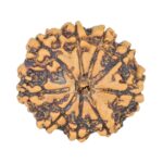 9 Mukhi Rudraksha 24mm 4.08gm - Rudraksha