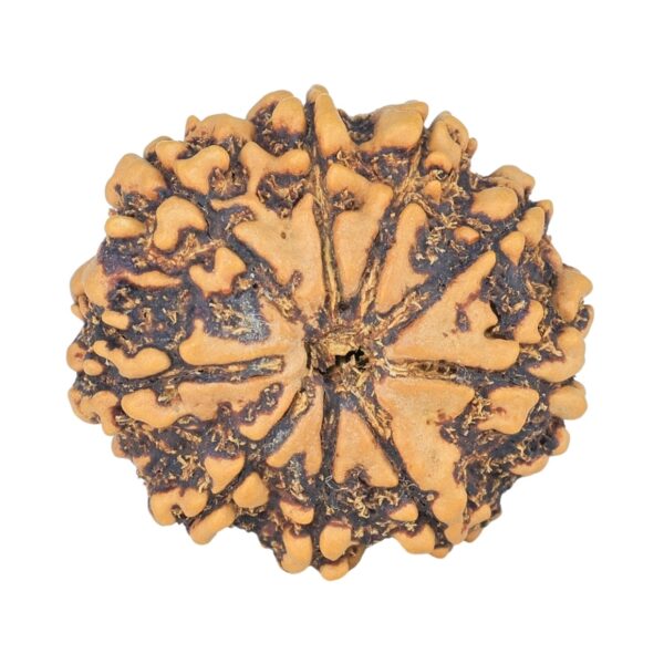 9 Mukhi Rudraksha 24mm 4.08gm - Rudraksha