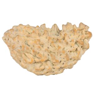 1 Mukhi Rudraksha 38mm 5.59gm